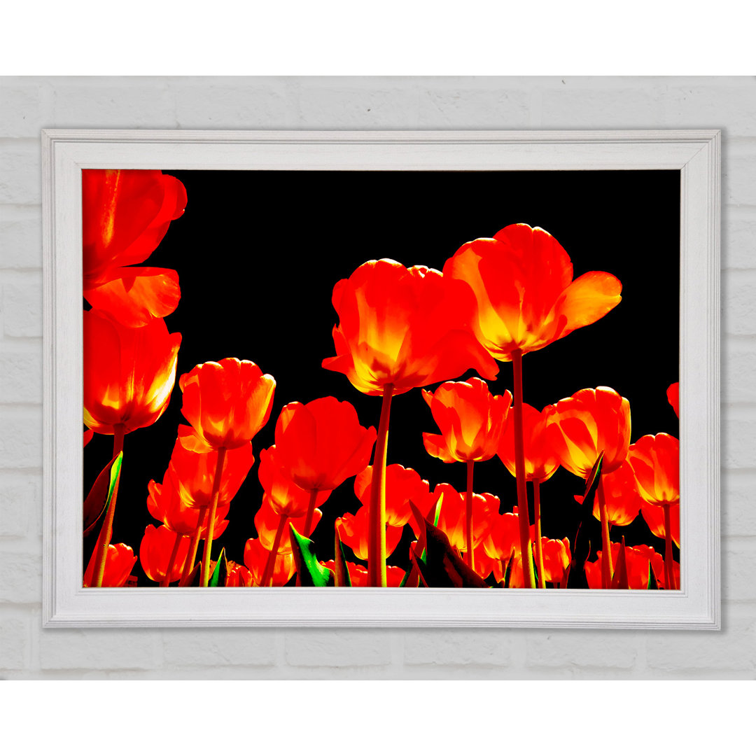 Orange Tulpen Schwarzer Himmel - Druck