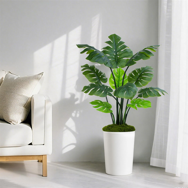 150cm Plant