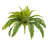 Fern Arrangement