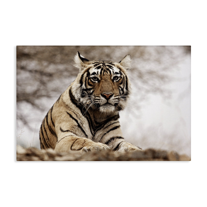 «Strong Tiger Atop Hill», art mural sur toile par Danita Delimont, H 30 po x l 45 po