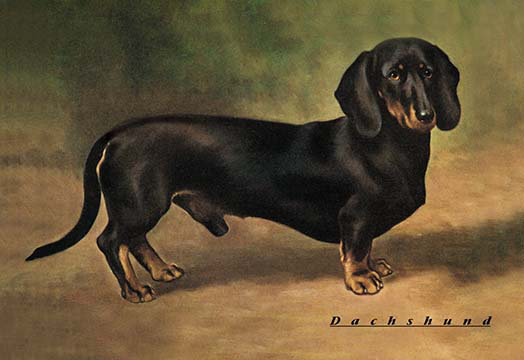 Teckel earl satin, reproduction d’art, H 44 po x l 66 po x P 1,5 po