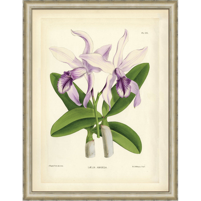 Laelia Amanda Painting