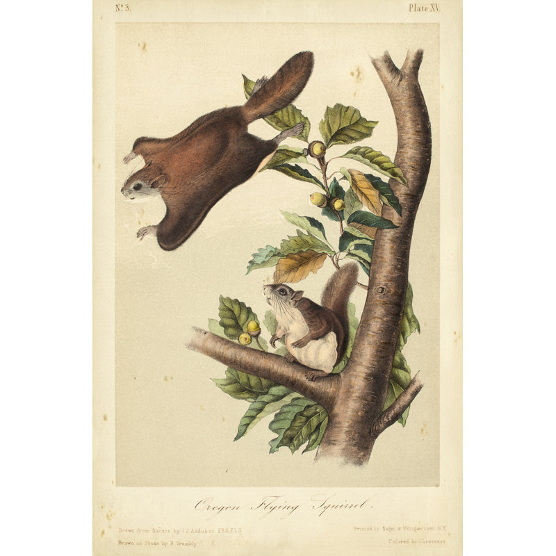 Audubon Squirrel IV by John Audubon - Painting, 76 cm H x 51 cm W, Wrapped Canvas