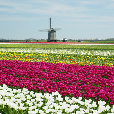 Tulip Field - Wrapped Canvas Print