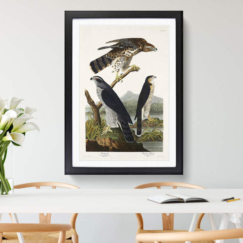 Goshawks & Stanley Hawk by John James Audubon - Picture Frame Painting Print, 87cm H x 62cm W x 2cm D, Black Framed