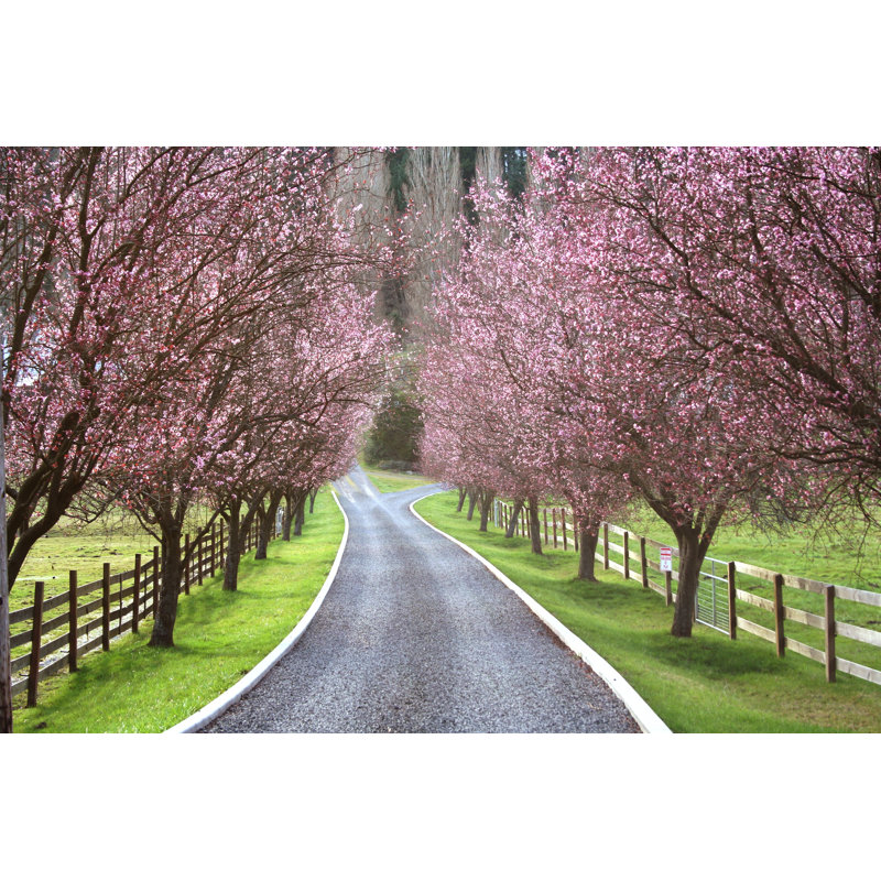 Lane in Spring Time par Djsmed - Photographie sur toile tendue, L 30 po x H 20 po