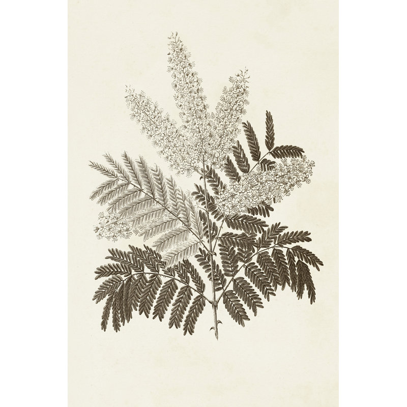 Sepia Botanicals VIII - Wrapped Canvas Painting, 46cm H x 30cm W