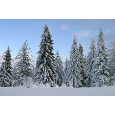 Spruce Trees par Novvy - Photographie sur toile tendue