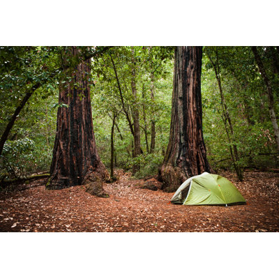 Redwood Campsite by GaryKavanagh - Wrapped Canvas Print