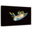 Limace de mer dans les eaux sombres