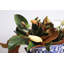 Arrangement floral Magnolia blanc