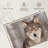 Brampt Gray Wolf Stare-107698546