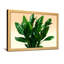 «Plants & Flowers Green Leaves Plant», reproduction d'art-2028702554-2028702565-2028702553