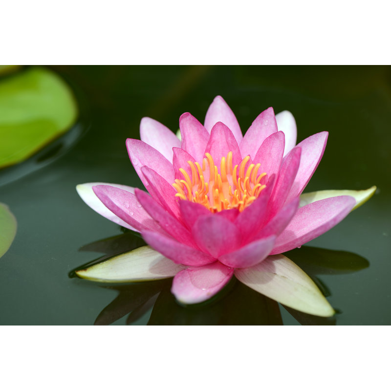 Purple Lotus Flower on Water 1 Piece Wrapped Canvas Wall Art, 61cm H x 91cm W