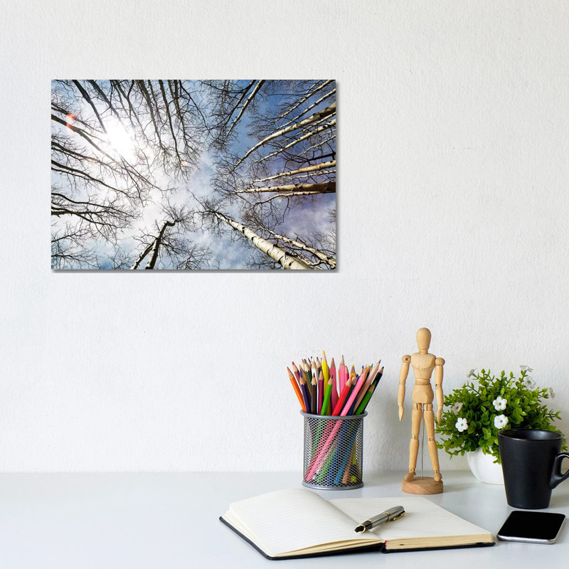 Looking Up On Tall Birch Trees by Susan Schmitz - Wrapped Canvas Gallery-Wrapped Canvas Giclée, 20.32 cm H x 30.48 cm W