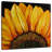 Harnek Sunflower Sunflower-109204092
