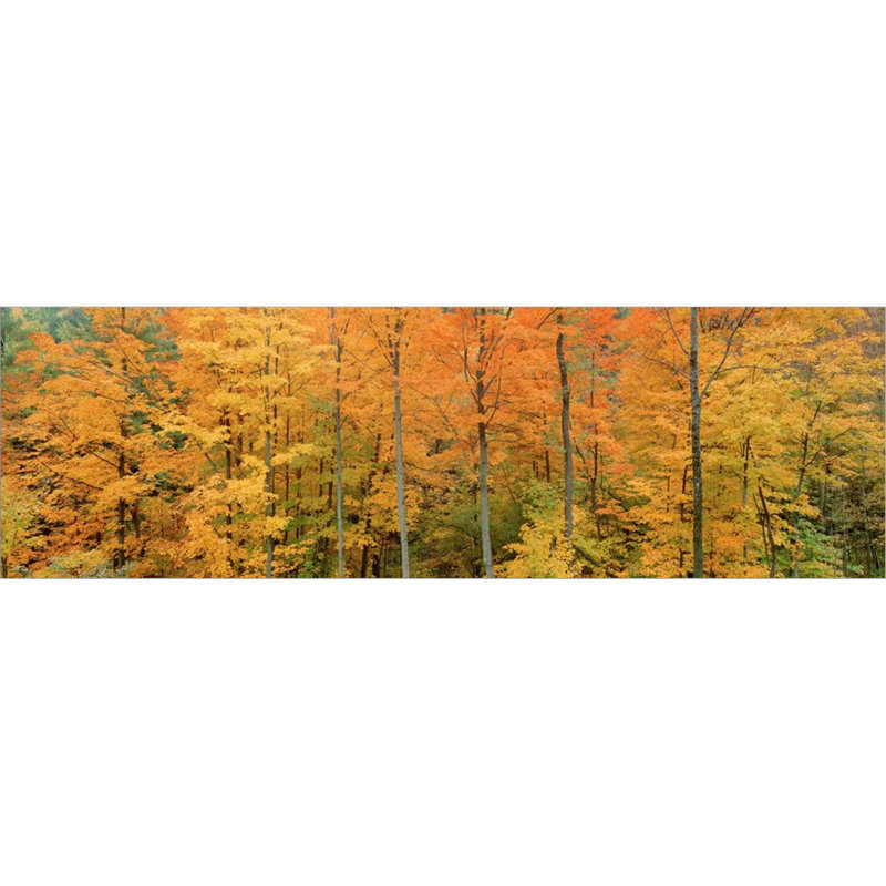 Décoration murale arbres dans une forêt