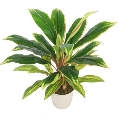 25 po Dracaena artificiel vert et rouge dans un pot blanc crème