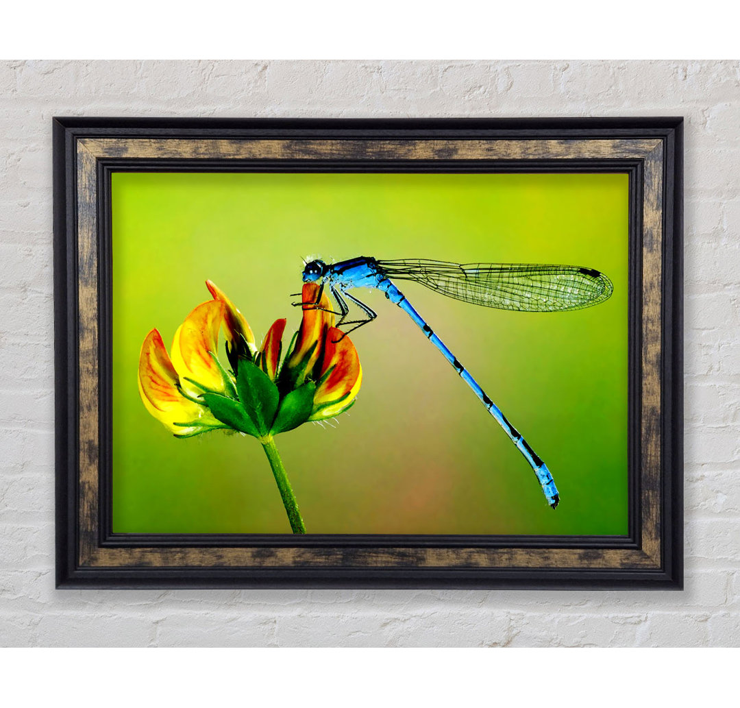 Dragonfly Beauty - Einzelner Bilderrahmen Kunstdrucke