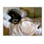 « the moustique net » par print sur toile tendue John Singer Sargent-1906898130