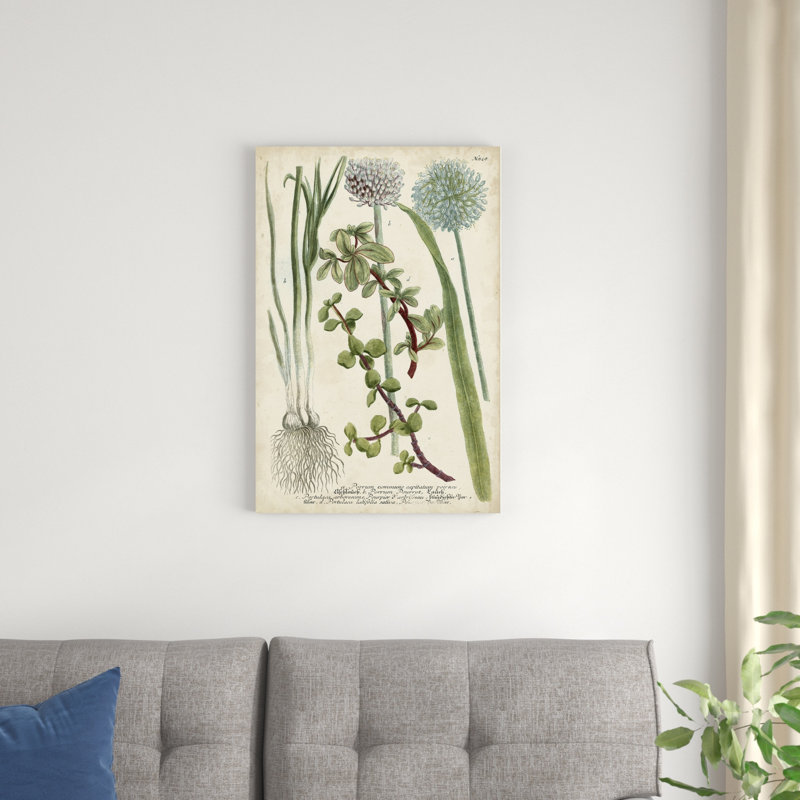 Allium, H 30 po x l 20 po x P 1,25 po