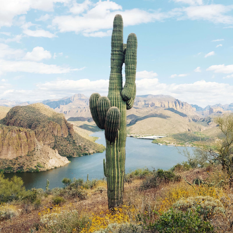 Arizona Saguaro, H 12 po x l 12 po
