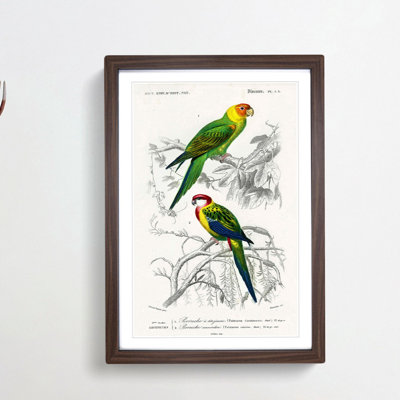 Parrot Illustrations by Charles dOrbigny - Framed Print