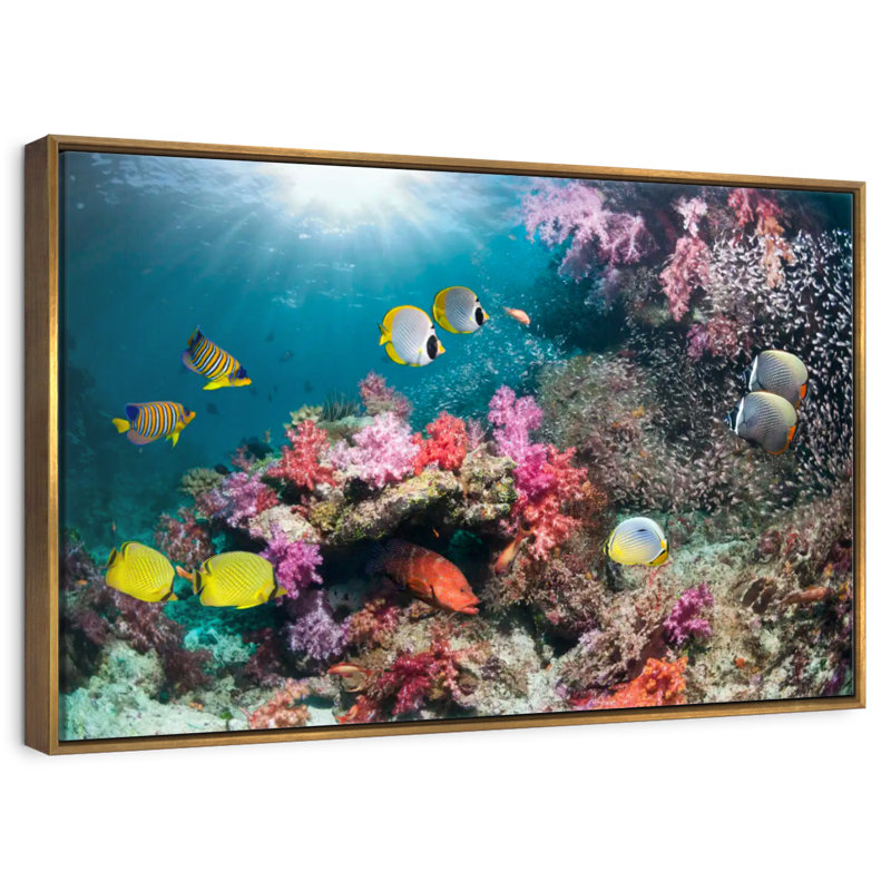Andaman Sea Life, Cadre flottant doré, 13 po x 9 po