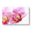A Pink Orchid Flower - Wrapped Canvas-55368253
