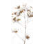 Branche de fleurs de coton - Toile de salon brune pour la décoration intérieure