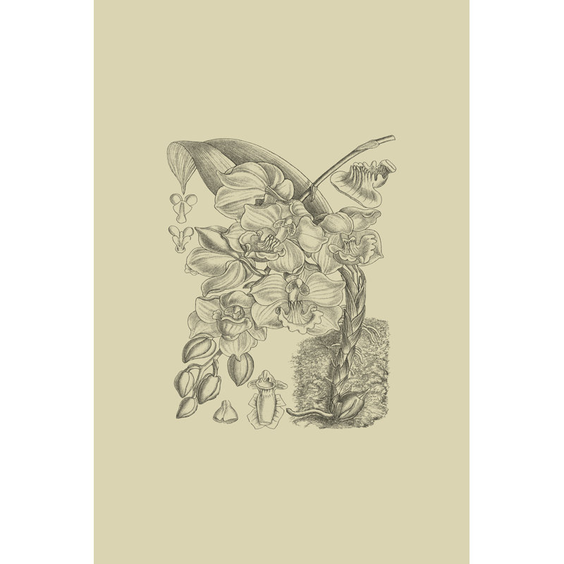 Orchid On Khaki VIII by Curtis - Wrapped Canvas Art Prints, 122cm H x 81cm W x 3.8cm D
