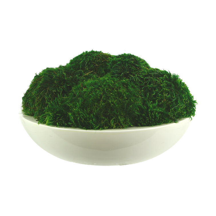 5.5 Artificial Moss Plant (Set of 12) Birch Lane