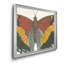 «Beautiful Butterfly IV», impression sur toile encadrée-1812992108-1812992107