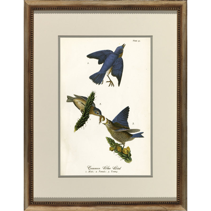 «Common Blue Bird», peinture sur verre encadrée