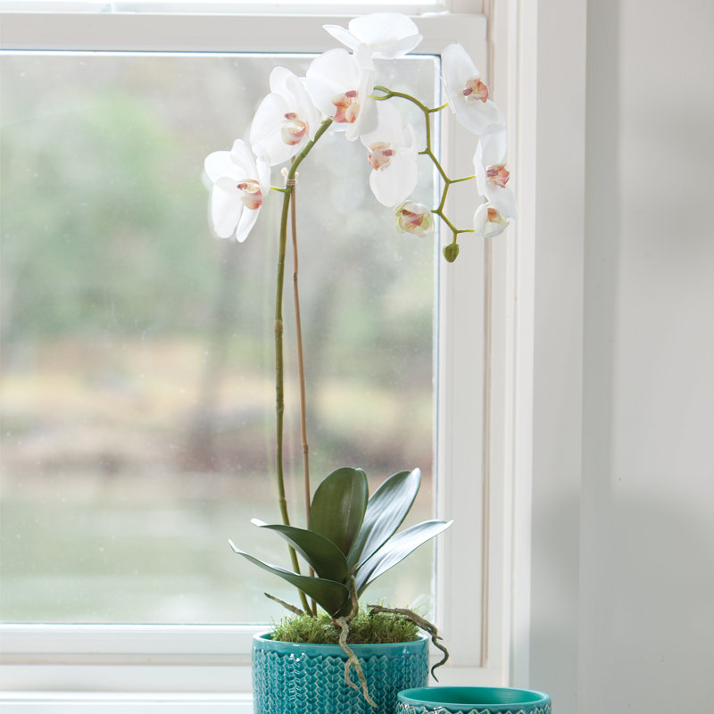 Stiles Orchid Arrangement, White