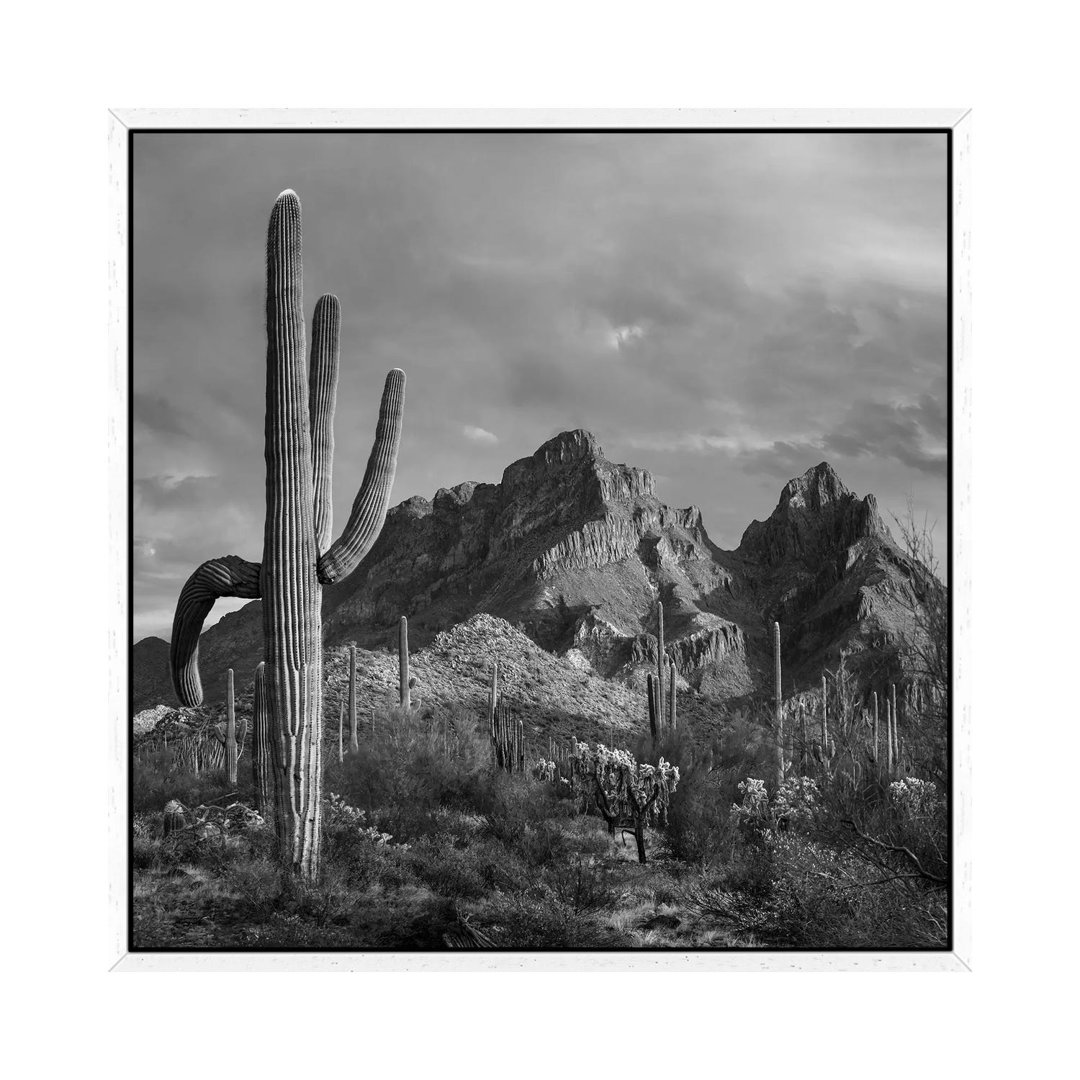 Saguaro Kakteen, Ajo Mountains, Organ Pipe Cactus National Monument, Arizona von Tim Fitzharris - Galerie-verpackte Lein...