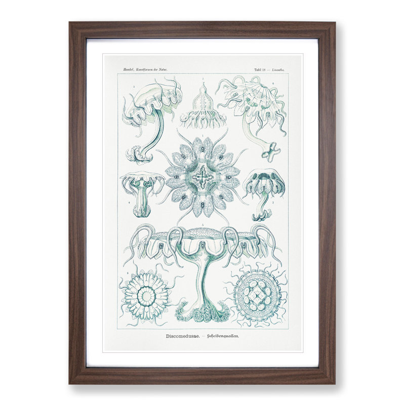 Discomedusae Jellyfish Vol.5 by Ernst Haeckel - Picture Frame Painting, 36cm H x 27cm W x 2cm D, Walnut Framed