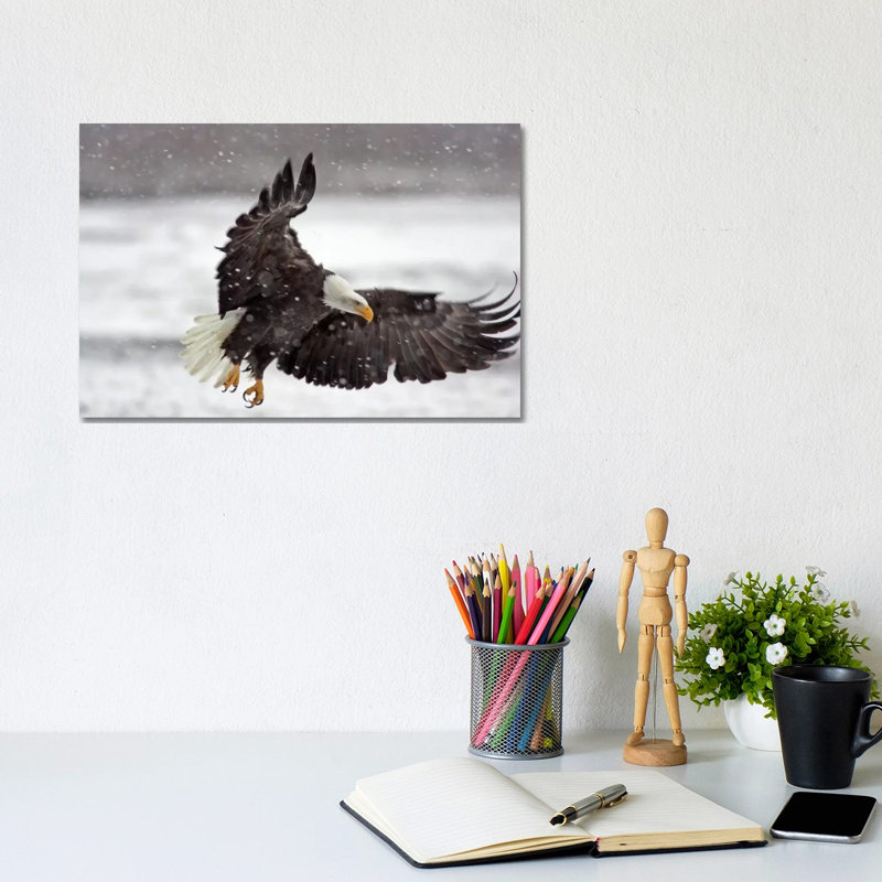 Bald Eagle Soaring In A Snow Storm, Alaska Chilkat Bald Eagle Preserve, Alaska, USA by Cathy & Gordon Illg - Wrapped Canvas Print