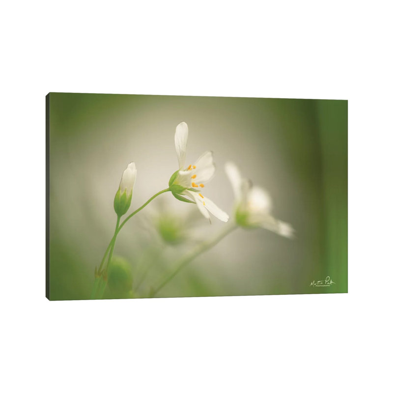 Stellaria by Martin Podt - Wrapped Canvas Gallery-Wrapped Canvas Giclée, 66.04 cm H x 45.72 cm W