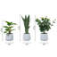 3 pièces artificielles d'eucalyptus artificiels