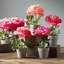 Caisse de pivoines en pot 7 po