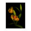 Dosta «Tulips 1», impression sur toile tendue-29227561