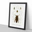 Beetle Illustrations PL.4 by Charles D'Orbigny - Single Picture Frame Print-55543850-55543855