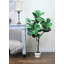 Figuier Ragland-886447018