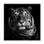 Tigre sur toile par Christian Meermann, impression-87128213