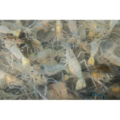" Shrimp In The Water "