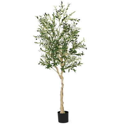 Arbre d'olivier 71,5 po