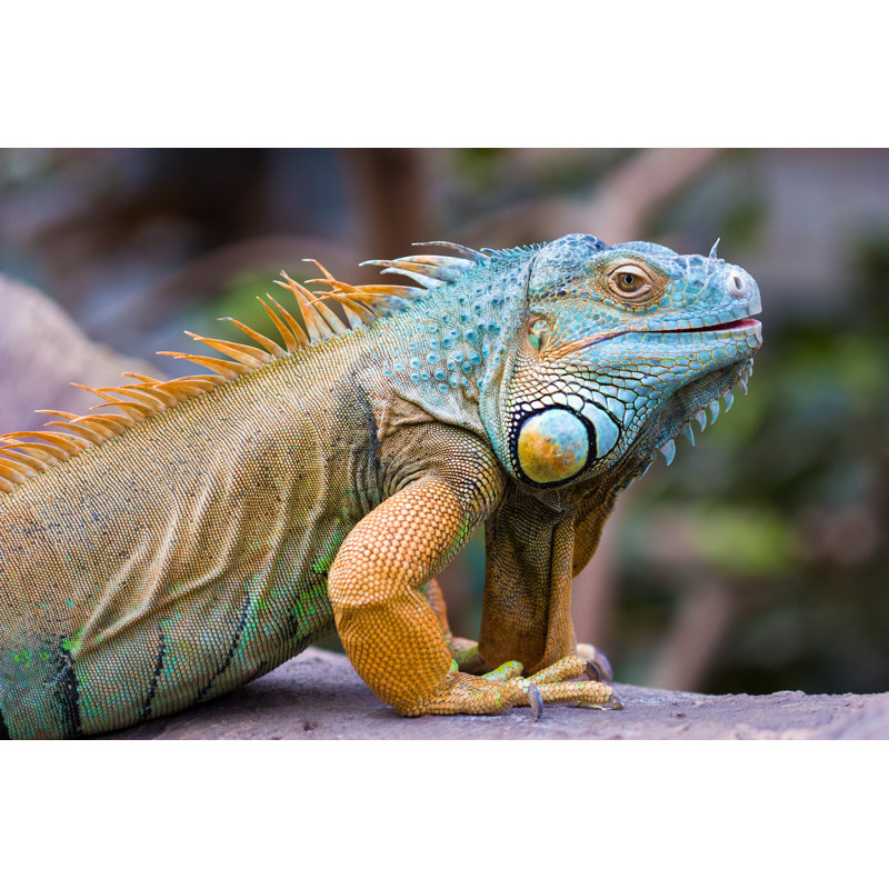 «Green Iguana» par Gaschwald - photographie sur toile tendue, L 48 po x H 32 po