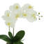Vase Orchidée