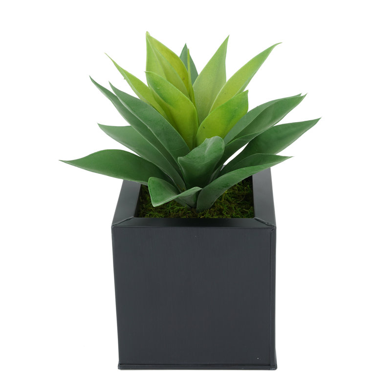 Plante grasse artificielle 7 po en pot, Noir